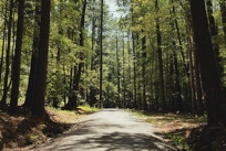 Psychotherapy, couples therapy, LGBTQ, therapy, jungian, mental health, Internal family systems, anxiety, depression, trauma.