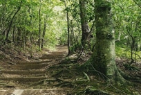 Psychotherapy, couples therapy, LGBTQ, therapy, jungian, mental health, Internal family systems, anxiety, depression, IFS, near me.